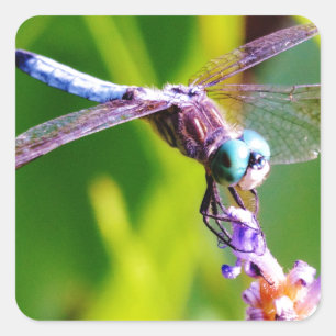 Teal & purple Dragonfly Square Sticker