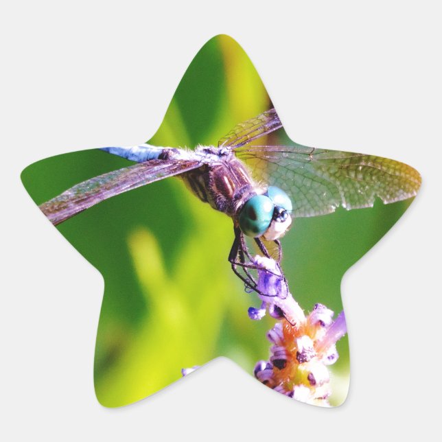 Teal & purple Dragonfly Star Sticker (Front)