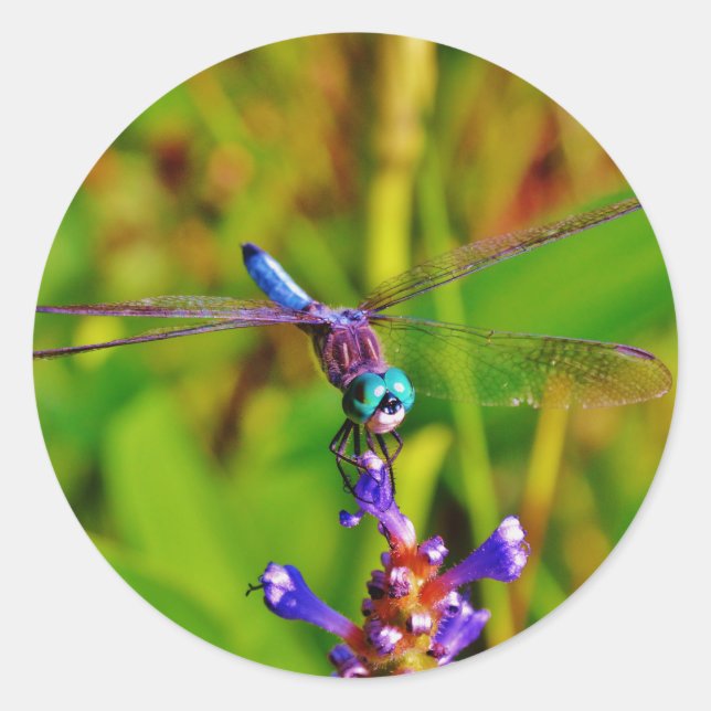 Teal Rainbow Dragonfly Classic Round Sticker (Front)
