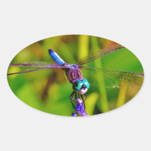 Teal Rainbow Dragonfly Oval Sticker
