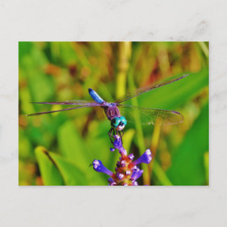 Teal Rainbow Dragonfly Postcard