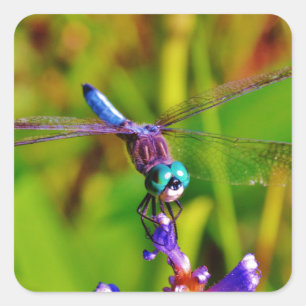 Teal Rainbow Dragonfly Square Sticker