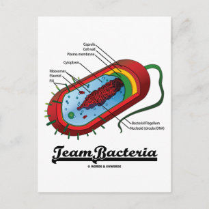 Team Bacteria (Prokaryote) Postcard
