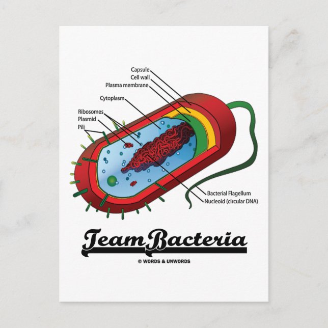 Team Bacteria (Prokaryote) Postcard (Front)