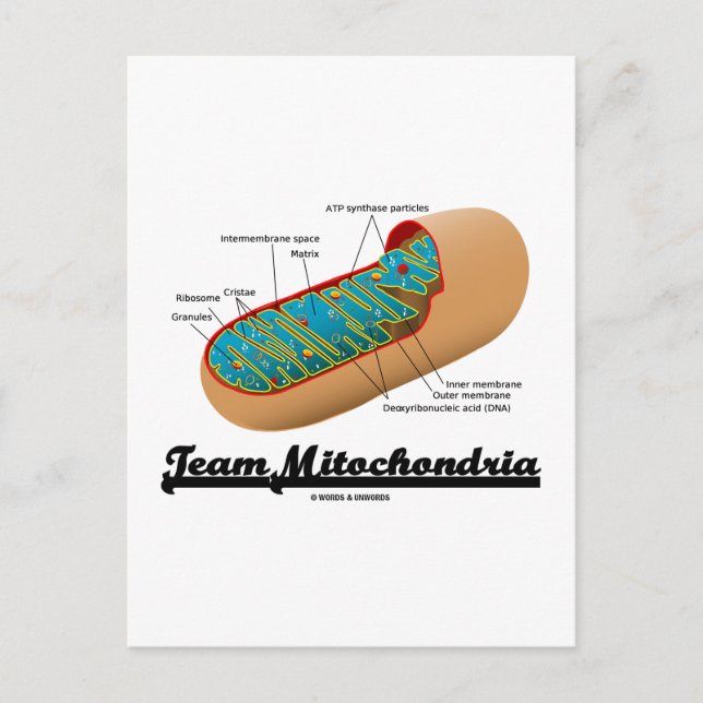 Team Mitochondria (Mitochondrion Humour) Postcard (Front)