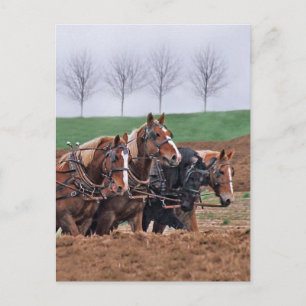 Team of Horses Postcard
