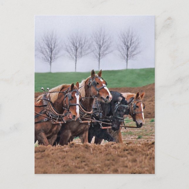 Team of Horses Postcard (Front)