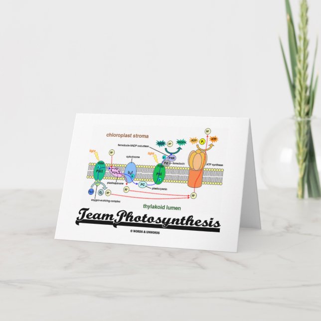 Team Photosynthesis (Light-Dependant Reactions) Card (Front)