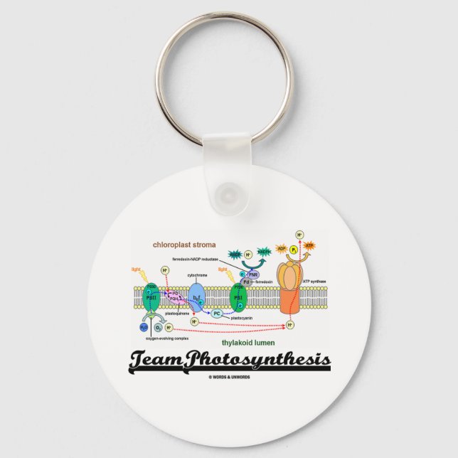 Team Photosynthesis (Light-Dependant Reactions) Key Ring (Front)
