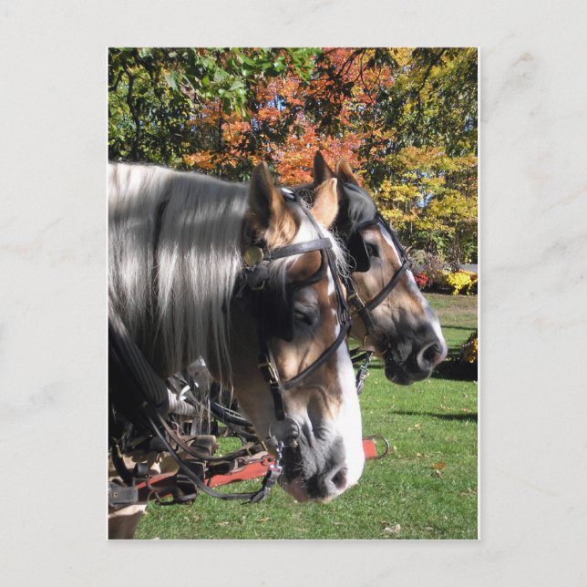 team postcard (Front)