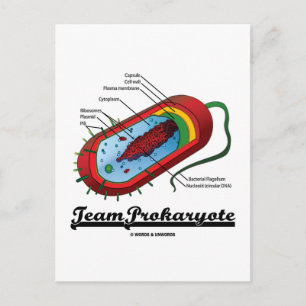 Team Prokaryote (Bacteria) Postcard