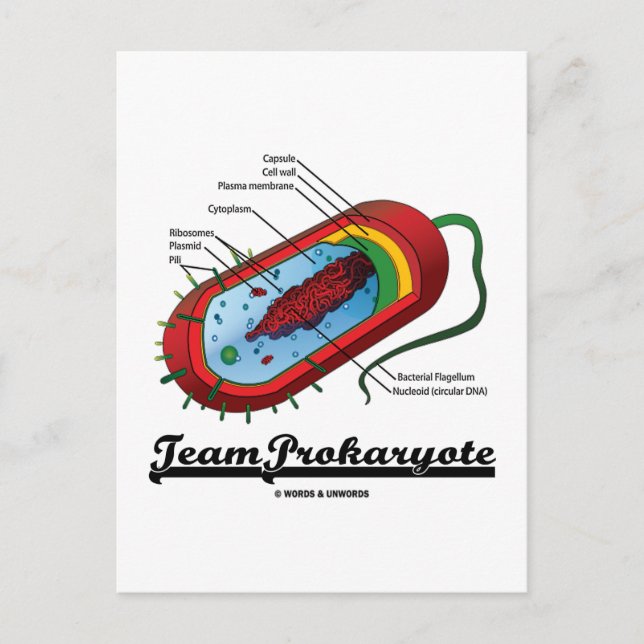 Team Prokaryote (Bacteria) Postcard (Front)
