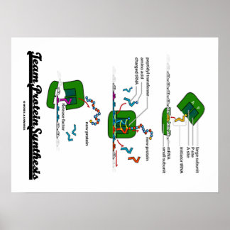 Team Protein Synthesis (Biology) Poster