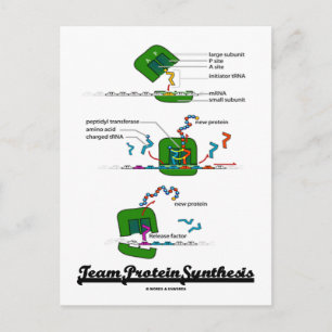 Team Protein Synthesis Postcard