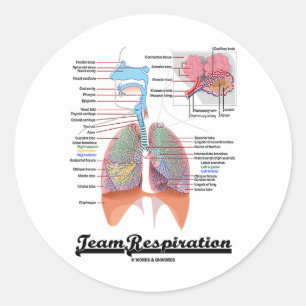 Team Respiration (Respiratory System) Classic Round Sticker