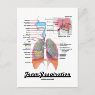 Team Respiration (Respiratory System) Postcard