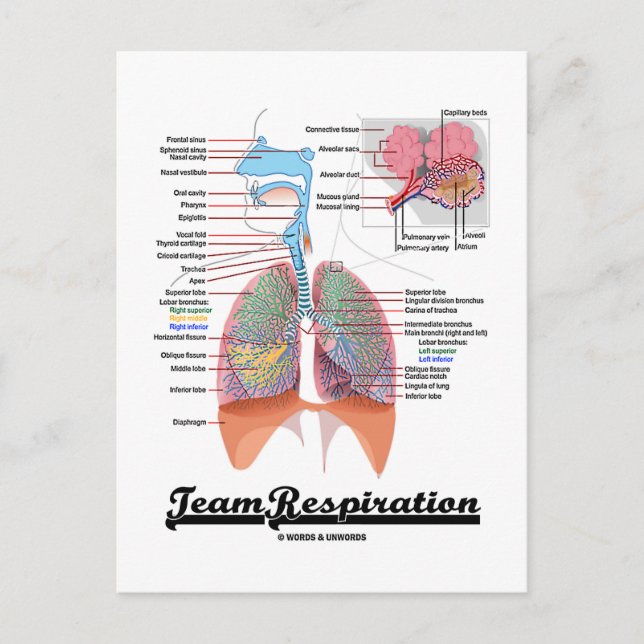 Team Respiration (Respiratory System) Postcard (Front)