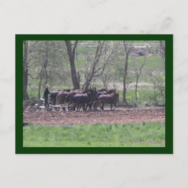 ~ Teamwork ~ Postcard (Front)