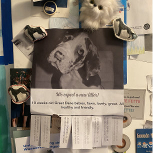 Tear Off Flyer Puppy selling red green