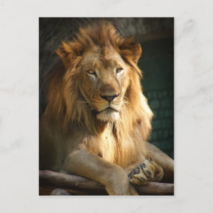TecBoy Postcard - Lion (Vertical)