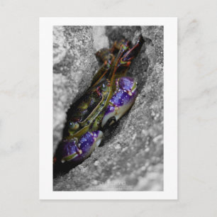 Technicoloured Creature Postcard