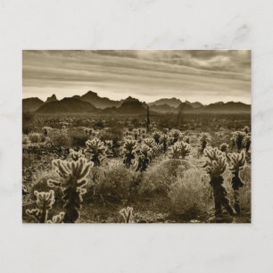 Teddy Bear Cholla Cactus Desert Plant Postcard