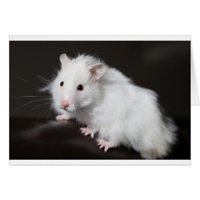 Teddy Bear Hamster (Front Horizontal)