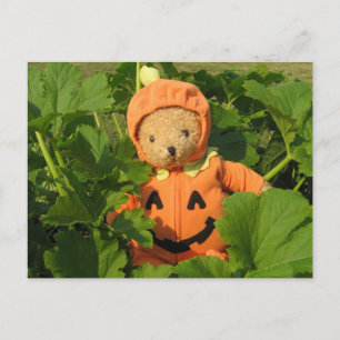 Teddy Bear in the Pumpkin Patch Postcard