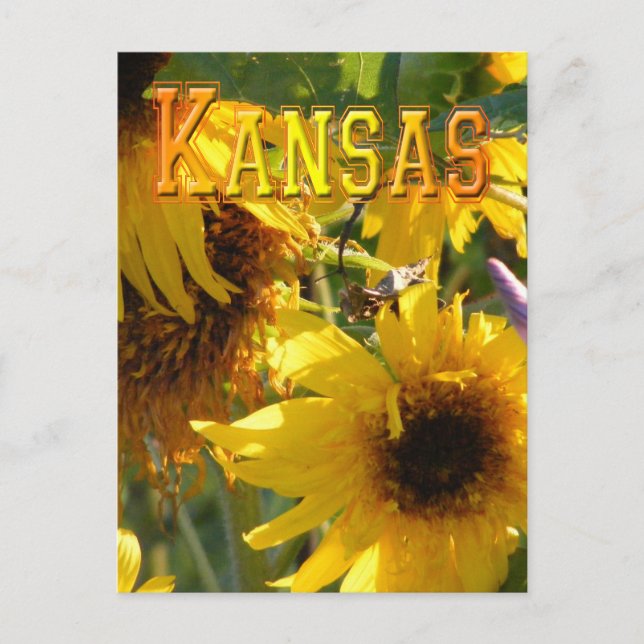 Teddy Bear Sunflowers: Kansas Postcard (Front)