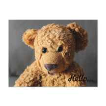Teddy says hello