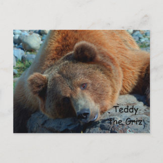 Teddy the Grizz Postcard
