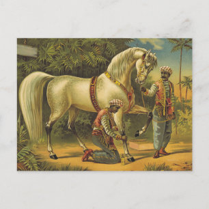 TEE Horse Royalty Postcard