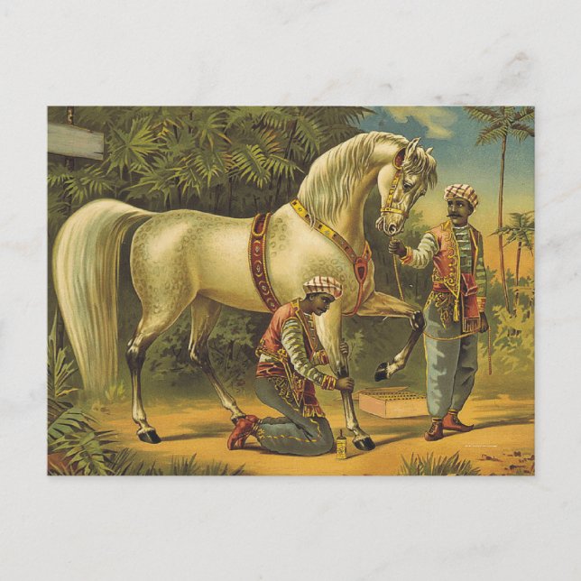 TEE Horse Royalty Postcard (Front)