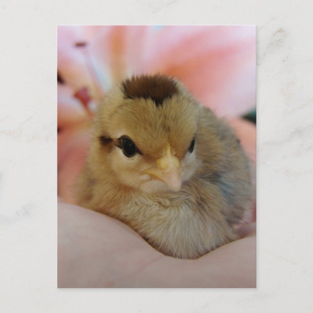 Teeny Baby Chicken in my  hand Postcard (Front)