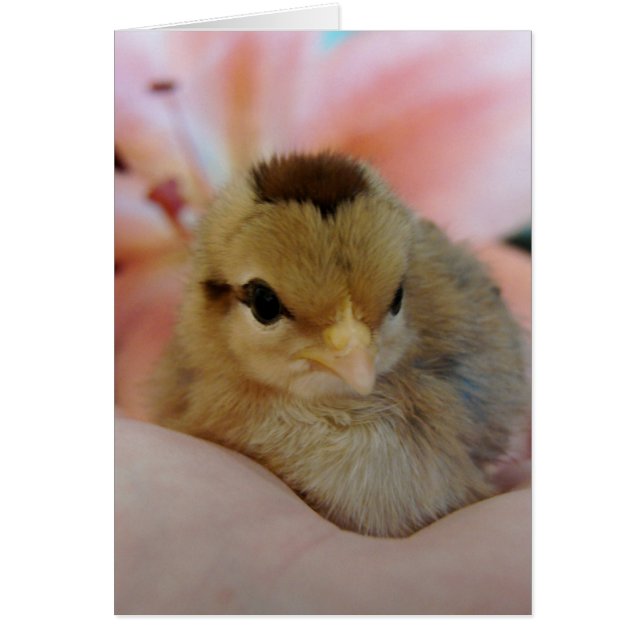 Teeny in my  hand All Occasion Blank Greeting Card (Front)