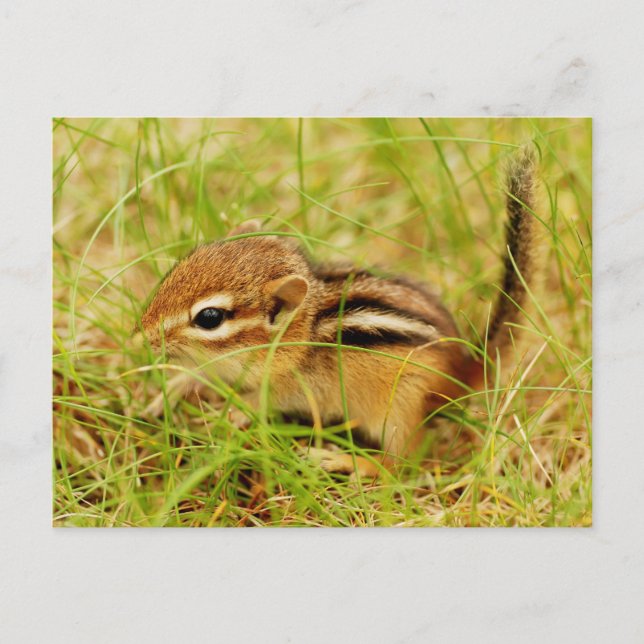 Teeny Tiny Baby Chipmunk Postcard (Front)