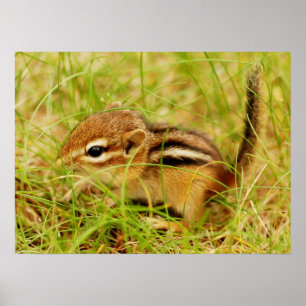 Teeny Tiny Baby Chipmunk Poster