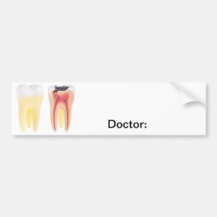 Teeth Anatomy Bumper Sticker