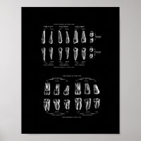 Teeth Anatomy in Black and White print.