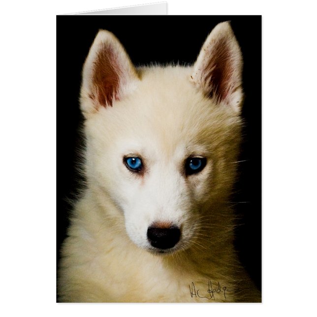 Tehya - Siberian Husky (Front)