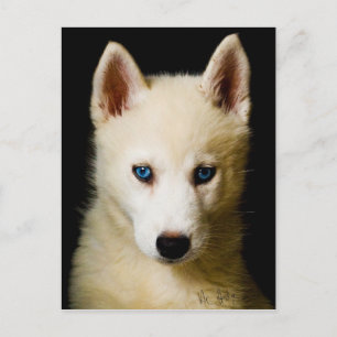 Tehya - Siberian Husky Postcard