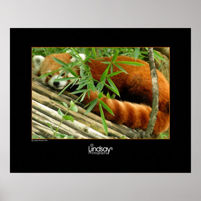 Tello Poster (Front)