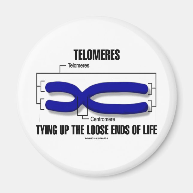 Telomeres Tying Up The Loose Ends Of Life Magnet (Front)