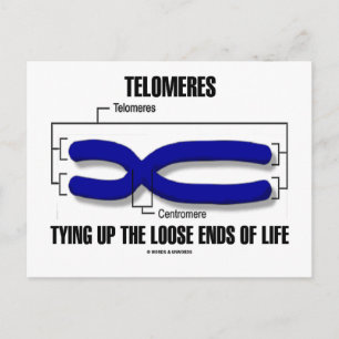Telomeres Tying Up The Loose Ends Of Life Postcard