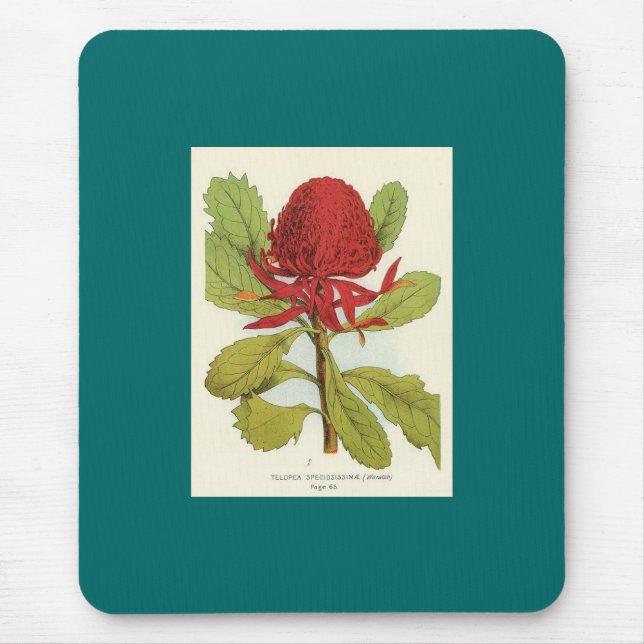 Telopea Speciosissimae Waratah Mouse Mat (Front)