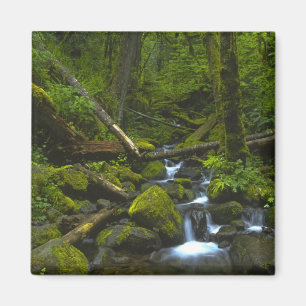 Temperate Rainforest Stream in Columbia River Magnet