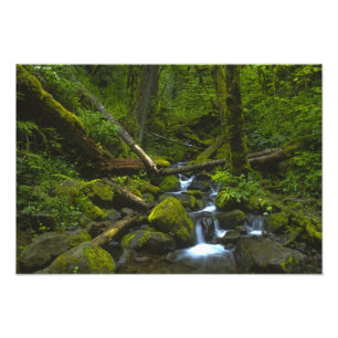 Temperate Rainforest Stream in Columbia River Photo Print