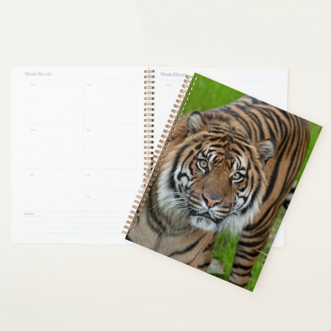 template planner (Display)