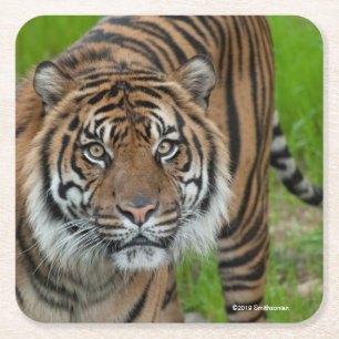 template square paper coaster