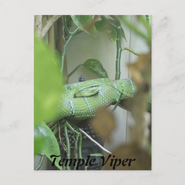 Temple Viper Postcard (Front)